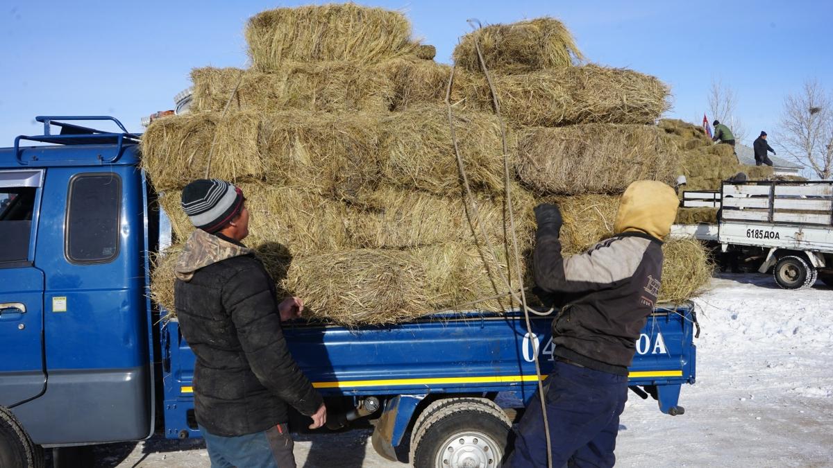 ӨВС, ТЭЖЭЭЛИЙН ҮНИЙН ӨСӨЛТ МАЛЧДАД ДАРАМТ БОЛЖ БАЙНА