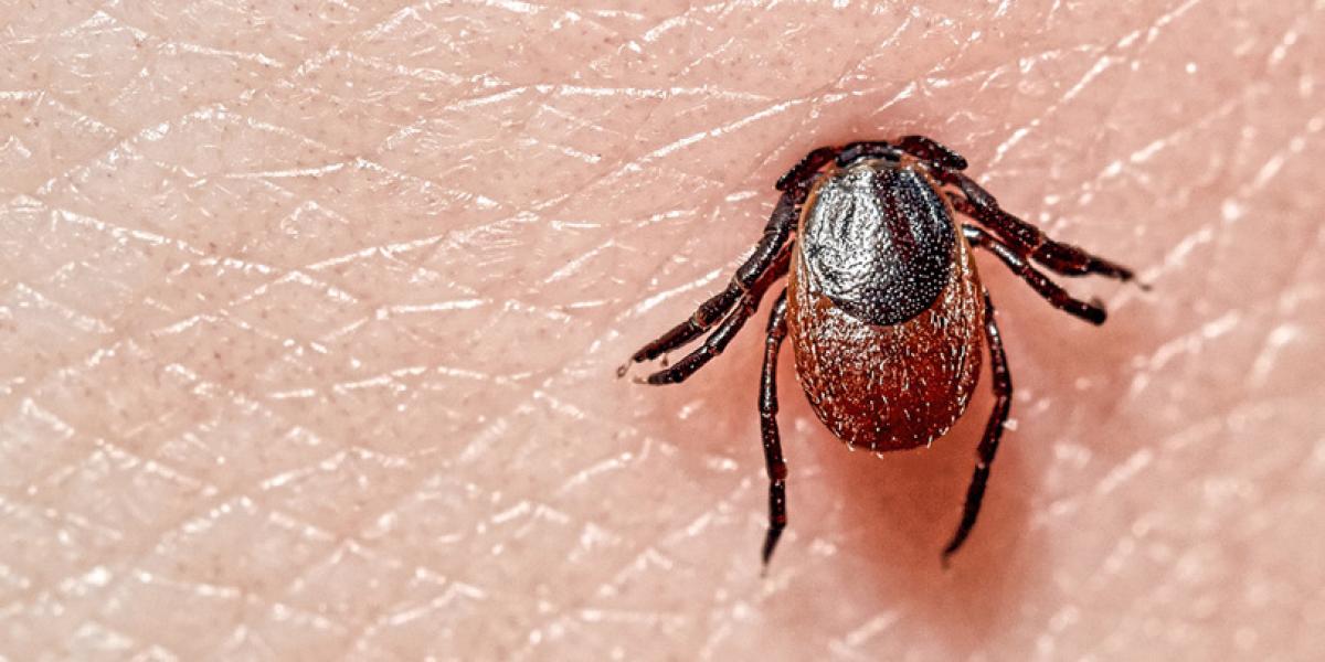 ЛАЙМЫН ӨВЧНИЙ ЭСРЭГ ВАКЦИН ҮР ДҮНТЭЙ БОЛОХ НЬ БАТЛАГДЛАА