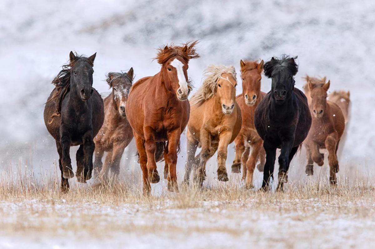 &ldquo;ДЭЛХИЙН АДУУНЫ ӨДРИЙН ТУХАЙ&rdquo; ТОГТООЛД ДЭЛХИЙН 56 УЛС НЭГДЭН ОРЖЭЭ