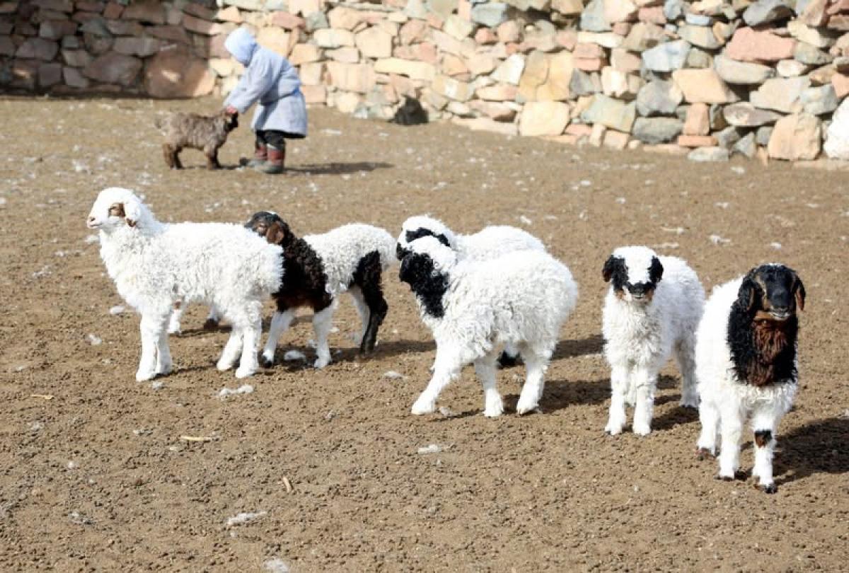 УЛСЫН ХЭМЖЭЭНД 4,2 САЯ МАЛ ТӨЛЛӨЖ, БОЙЖИЛТ 98.9 ХУВЬТАЙ БАЙНА