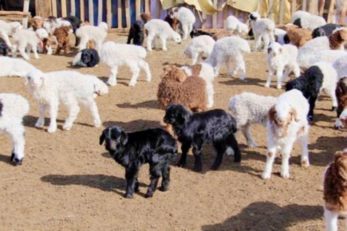 УЛСЫН ХЭМЖЭЭНД 9,2 САЯ МАЛ ТӨЛЛӨЖЭЭ